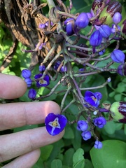 Dichorisandra thyrsiflora