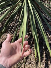 Yucca pallida