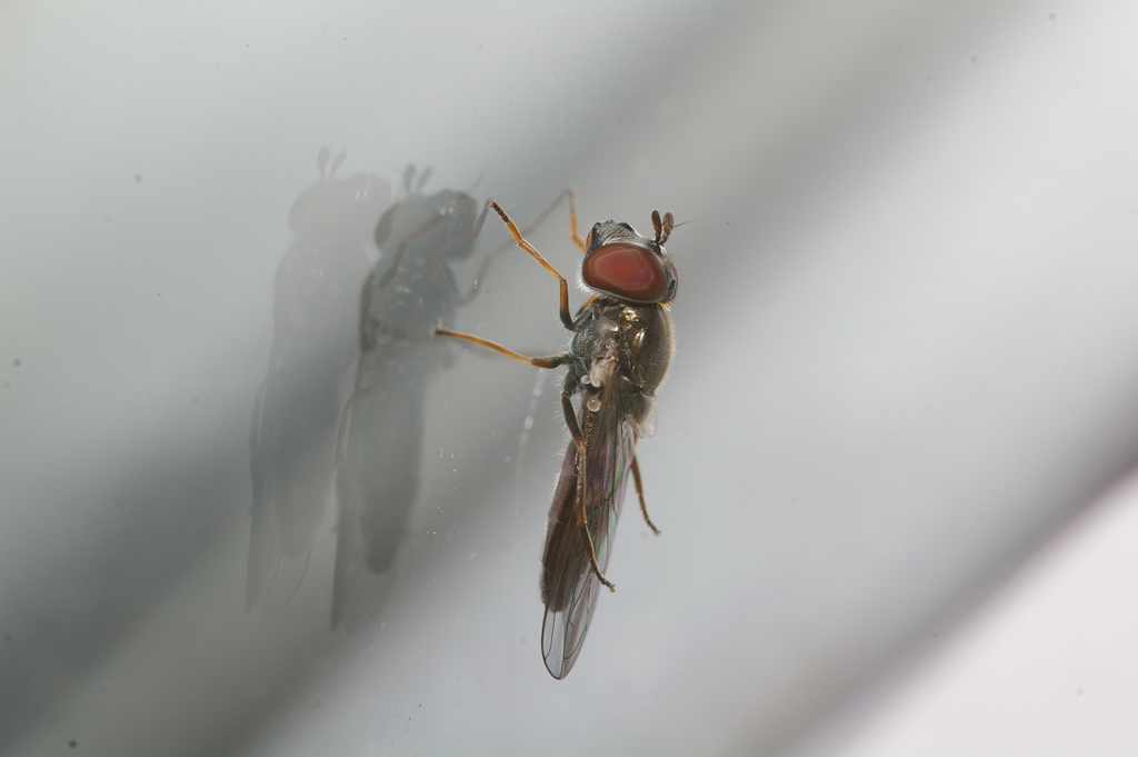 Eastern Forest Sedgesitter