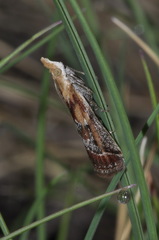 Ancylosis cinnamomella