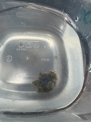 Ecteinascidia turbinata