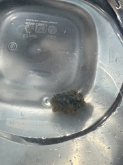 Ecteinascidia turbinata