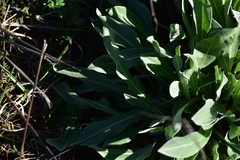 Centaurea triumfettii
