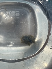 Ecteinascidia turbinata