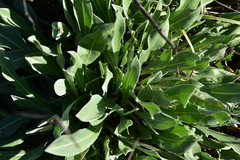 Centaurea triumfettii