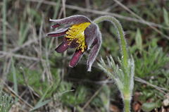 Pulsatilla rubra