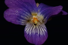 Viola egglestonii