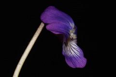 Viola egglestonii