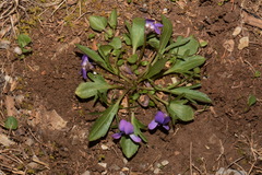 Viola egglestonii