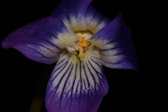 Viola egglestonii