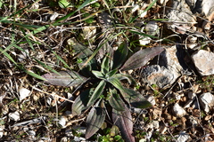Plantago argentea