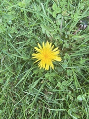 Taraxacum
