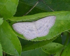 Idaea tacturata