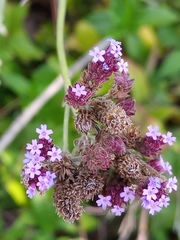 Verbena bonariensis