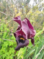 Iris atropurpurea