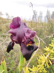 Iris atropurpurea