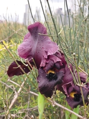 Iris atropurpurea