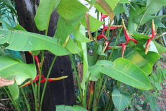 Heliconia × rauliniana