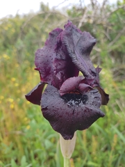 Iris atropurpurea