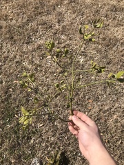 Tapinanthus