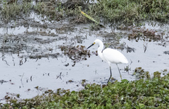 Egretta thula