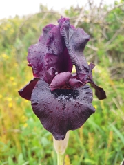 Iris atropurpurea