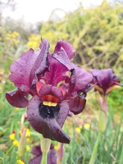 Iris atropurpurea
