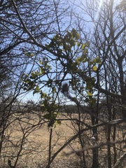 Tapinanthus