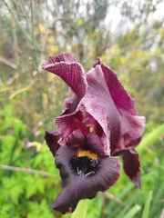 Iris atropurpurea
