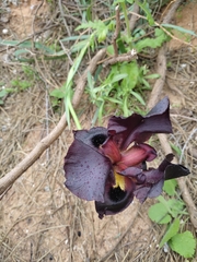 Iris atropurpurea