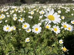 Anthemis chia