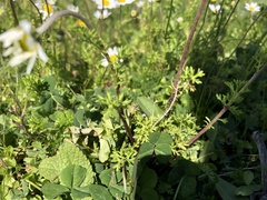 Anthemis chia