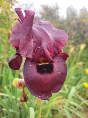 Iris atropurpurea