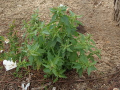 Chenopodiastrum murale