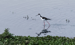 Himantopus mexicanus