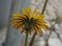 Crepis vesicaria taraxacifolia