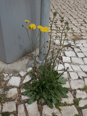 Crepis vesicaria taraxacifolia
