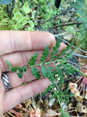 Phacelia tanacetifolia