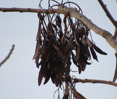 Gyrocarpus jatrophifolius