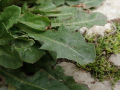 Crepis vesicaria taraxacifolia