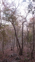 Gyrocarpus jatrophifolius