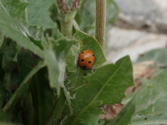 Coccinella septempunctata