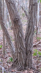 Gyrocarpus jatrophifolius