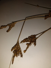 Juncus imbricatus