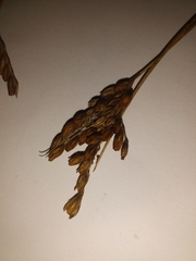 Juncus imbricatus