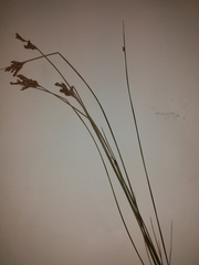 Juncus imbricatus