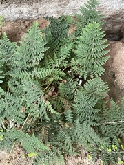 Myriopteris clevelandii