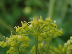 Smyrnium olusatrum