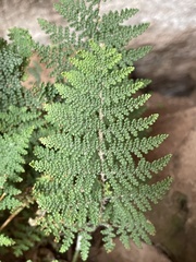 Myriopteris clevelandii