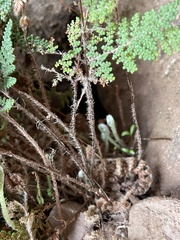 Myriopteris clevelandii